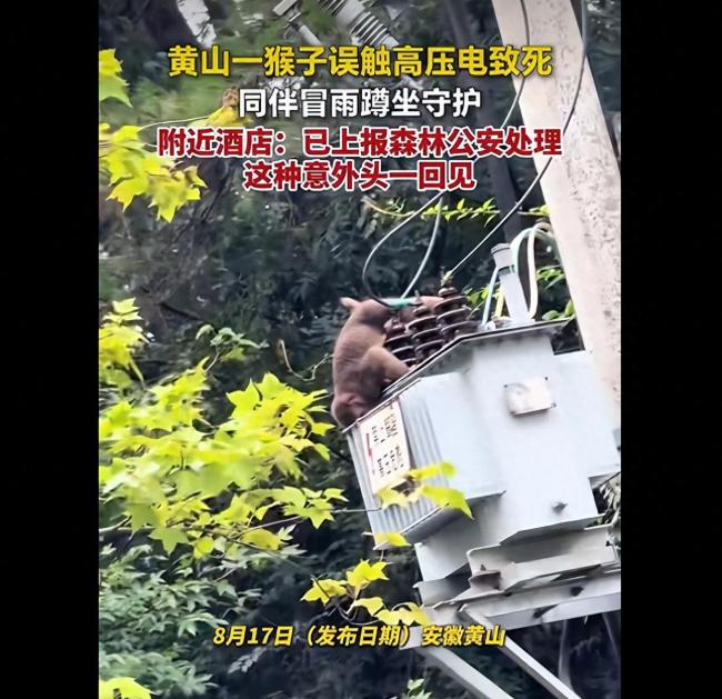 猴子误触高压电身亡 同伴冒雨守护
