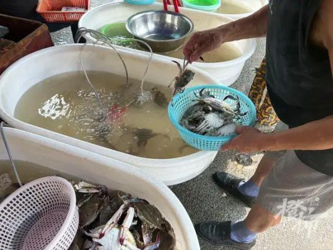 梭子蟹价格大跳水 10元能买两斤 市场到货量暴涨