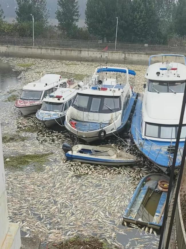 河南周口河道现大量死鱼 专家提醒