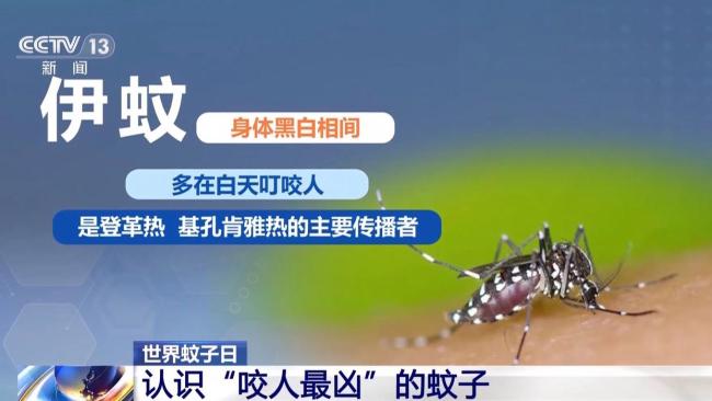 “咬人最凶”的蚊子 认识白纹伊蚊_新闻频道_中华网