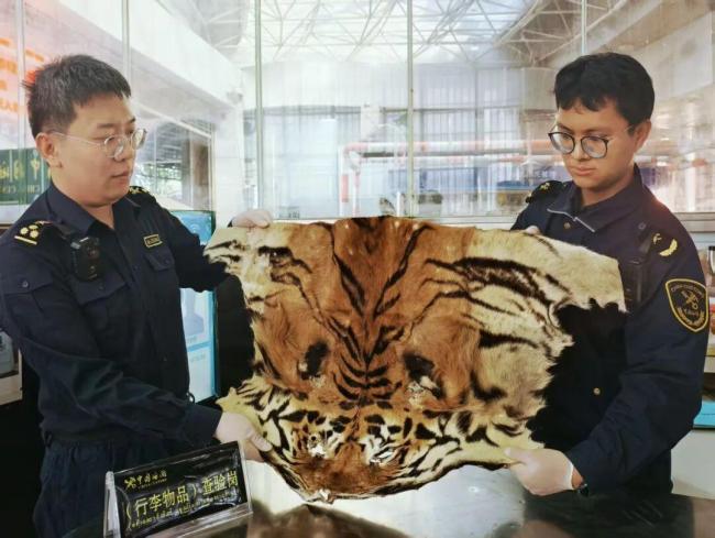 瑞丽口岸查获半张虎皮 夹藏于电动车中