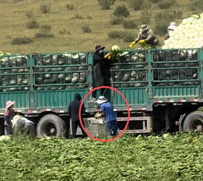 甲醛白菜影响 蔬菜合作社发货量暴跌 订单取消超市下架