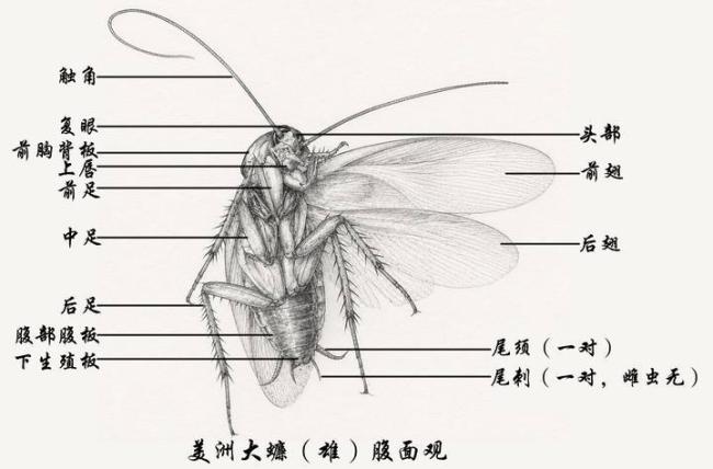 北京的“大蟑螂”真变多了吗