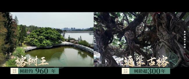 这棵榕树见证现实版给阿嫲的情书 落叶归根的守望