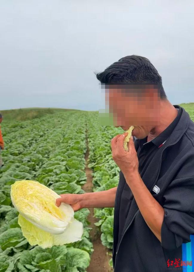 河北康保县白菜收购价大幅下跌 甲醛风波致滞销危机