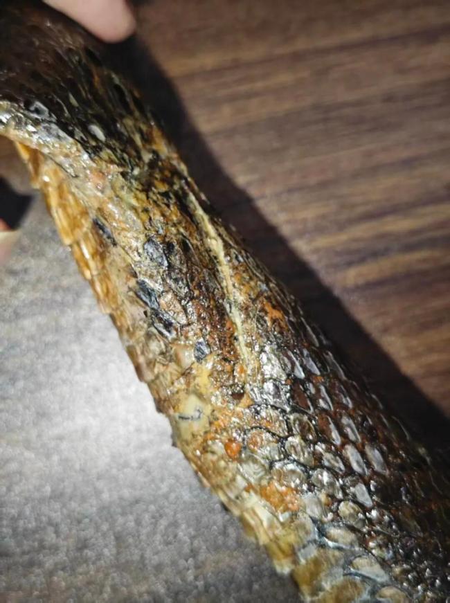 孩子玩闹损坏博物馆蛇类标本 家长行为引争议