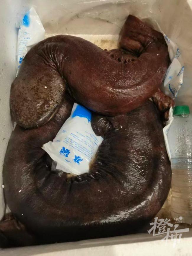 男子被娃娃鱼咬伤打了破伤风 罕见病例引关注