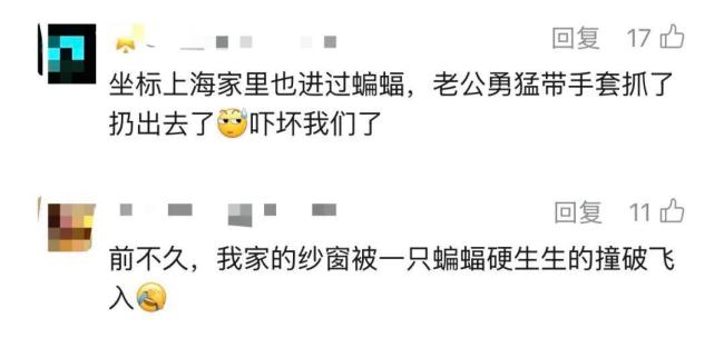 蝙蝠进家千万别用手抓 居民遇袭增多