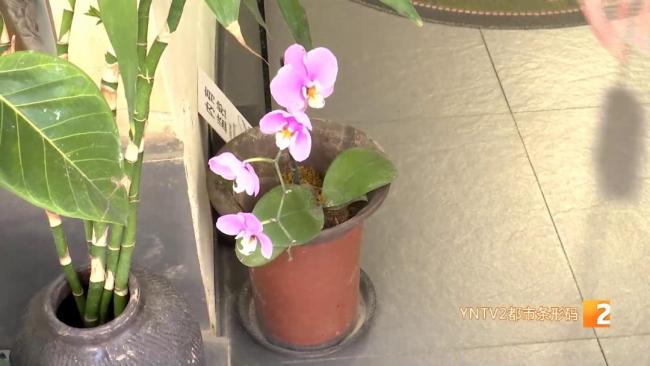 3次被偷兰花 店主气得手绘肖像警告 嚣张行径惹怒店主