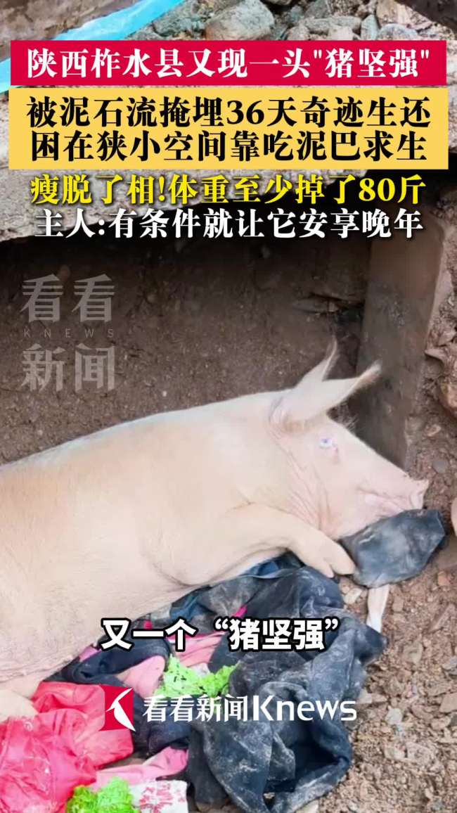 陕西“猪坚强”被埋36天挖出时瘦脱相