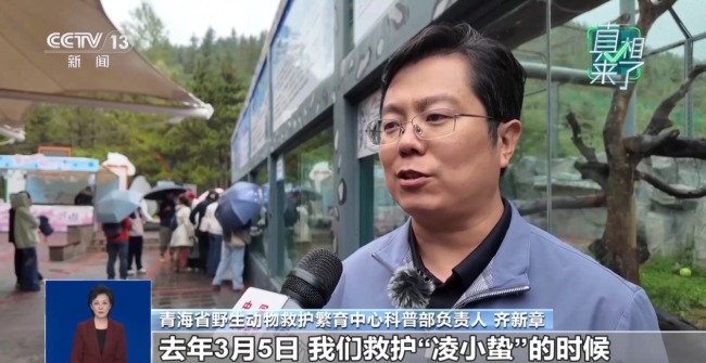 “圈养雪豹博流量” ？ 救护中心用科普回应谣言