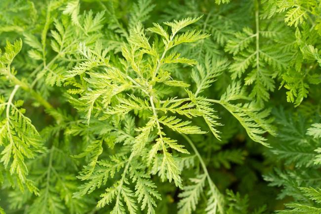 花粉浓度下降≠过敏警报解除 如何科学认知与防治