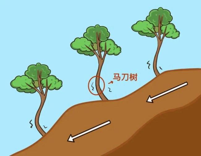 遇到“马刀树”“醉汉林” 快跑 警惕山体滑坡风险