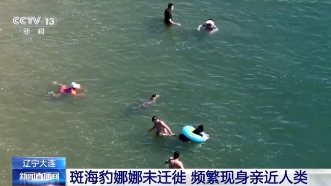 斑海豹娜娜耗时6天独自游回大长山岛 滞留引发关注