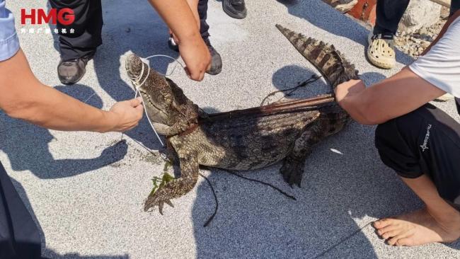 河南南阳出逃鳄鱼已被抓获 海洋馆拆迁致意外逃脱