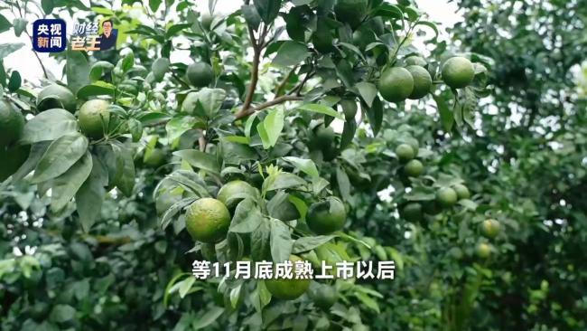 平陆运河能带给西南什么 新机遇与更紧密的连接