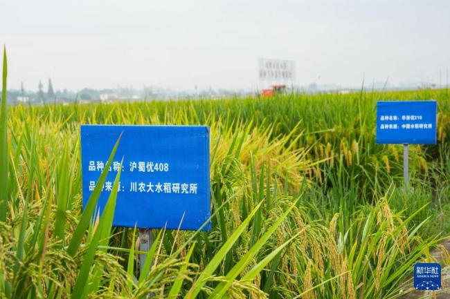 天府粮仓迎水稻丰收 农机助力高效收割