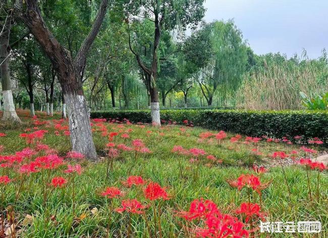 武汉光谷三路湿地公园石蒜花海已上线 秋日限定美景