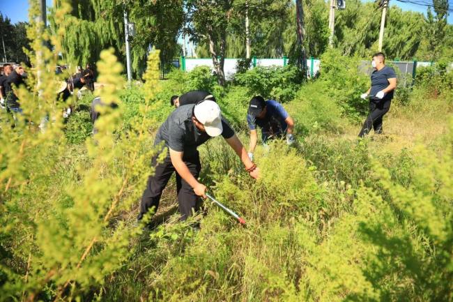 北京花粉浓度达“很高”级别，过敏市民出游可避开这7小时