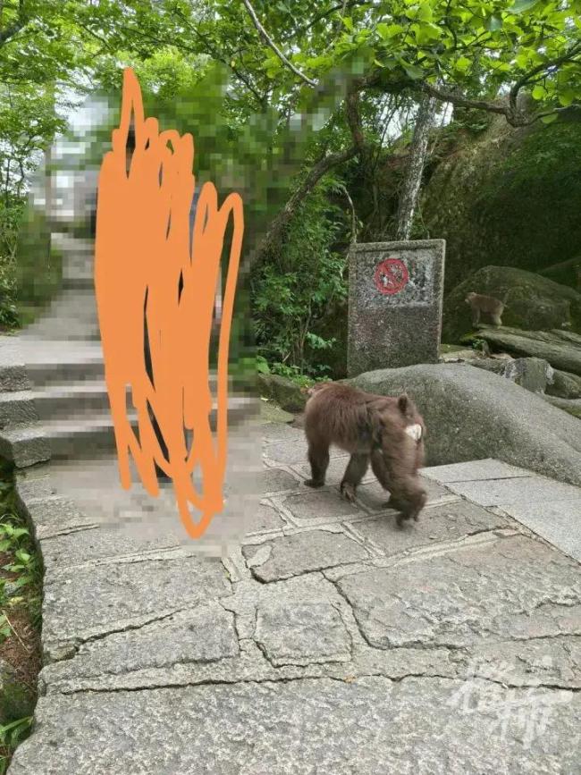 姑娘爬黄山遭猴群围攻 打8针疫苗 游客惊魂未定