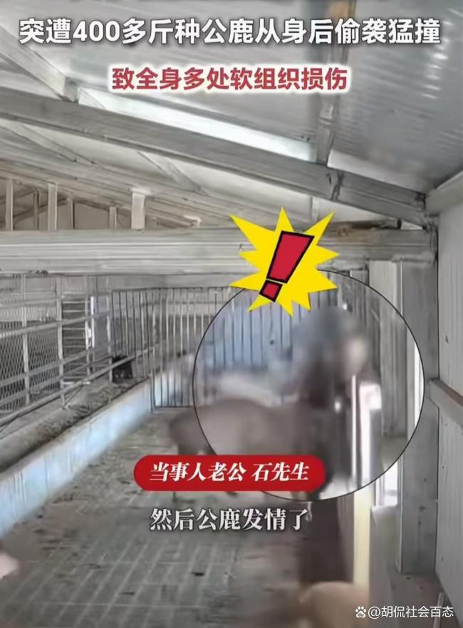 女子直播遭发情公鹿偷袭 温顺表象下的惊险一幕