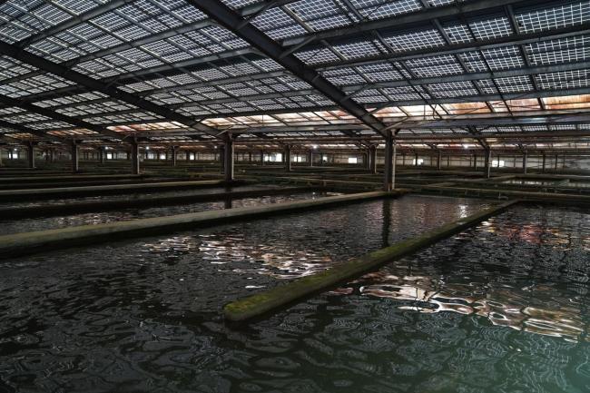 生态保护助中国成主要鱼子酱供应国 科技创新推动产业升级