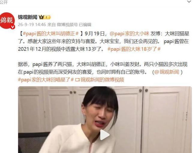 papi酱的猫“大咪”去世 温柔告别引发泪目
