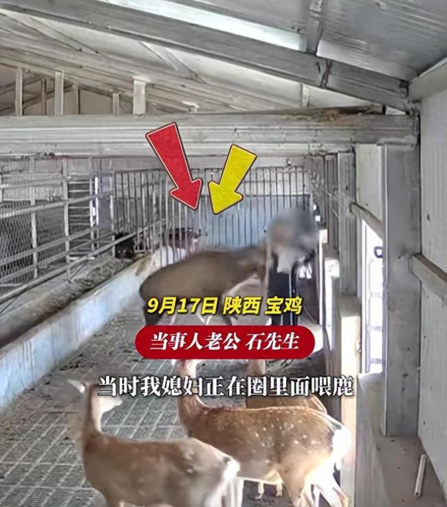 女子直播遭公鹿偷袭受伤 发情期需谨慎对待