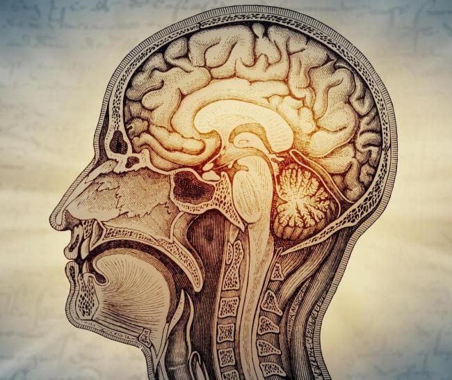 人体大脑竟是两个器官 颠覆传统认知