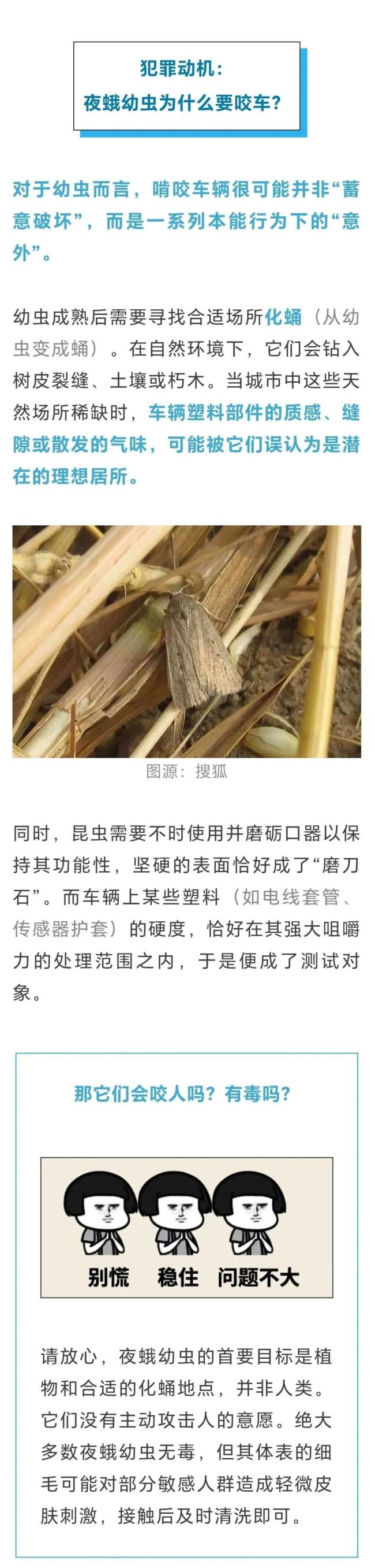 汽车别长时间停在这种树下 夜蛾幼虫啃车频发