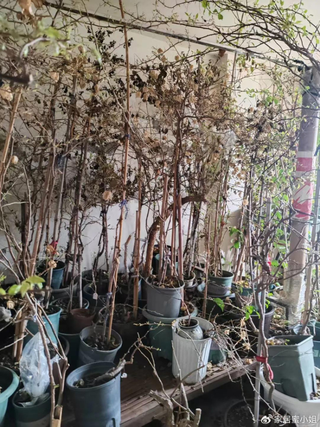 浙江一29岁太太，因“三角梅盘丝洞”而走红，那叫一个壮观，晒晒 养花尽头的美