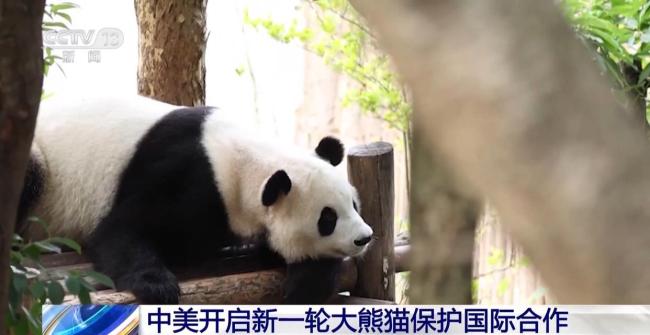 中美开启新一轮大熊猫保护国际合作 深化多领域交流合作