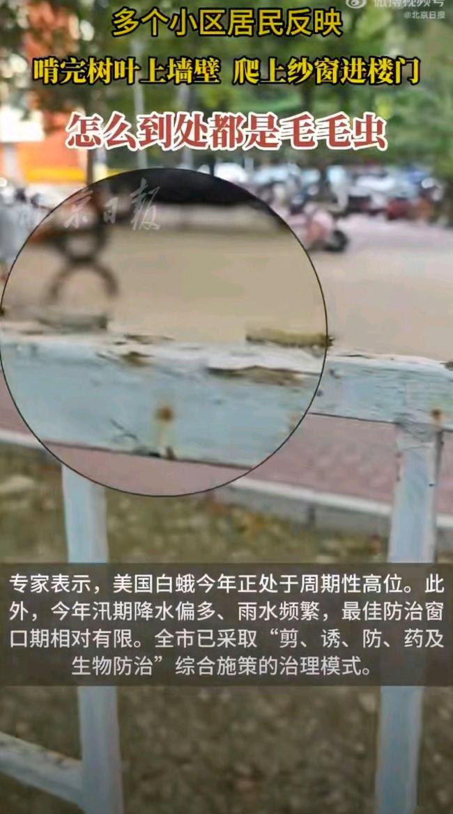 北京释放7亿只小蜂治毛毛虫 以虫治虫大战启动