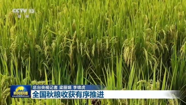 全国秋粮收获有序推进 多举措抢收保丰收