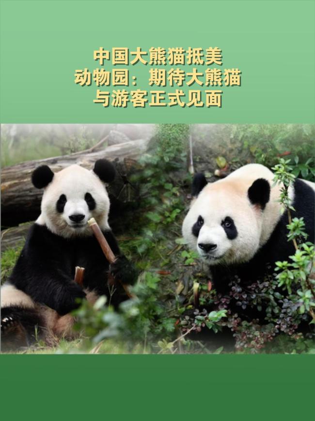 期待平平福双与游客正式见面 中美合作新篇章