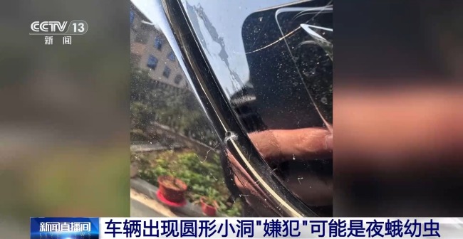 小心被虫啃出小圆洞 经常户外停车的要注意这类树