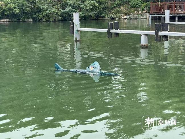 西湖仿生机器鱼正式上岗 智能巡逻填补水下盲区