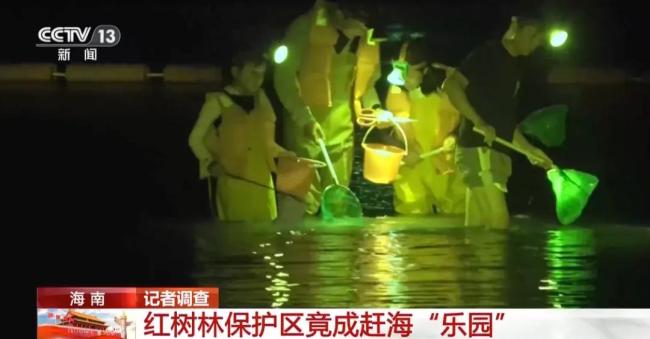 央视曝光当晚 海南省委书记部署整改 迅速叫停破坏红树林项目