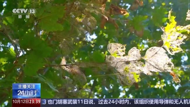 北京派出11亿头“虫虫特工队” 治理美国白蛾