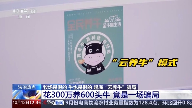 云养牛骗局已致投资者损失4000多万