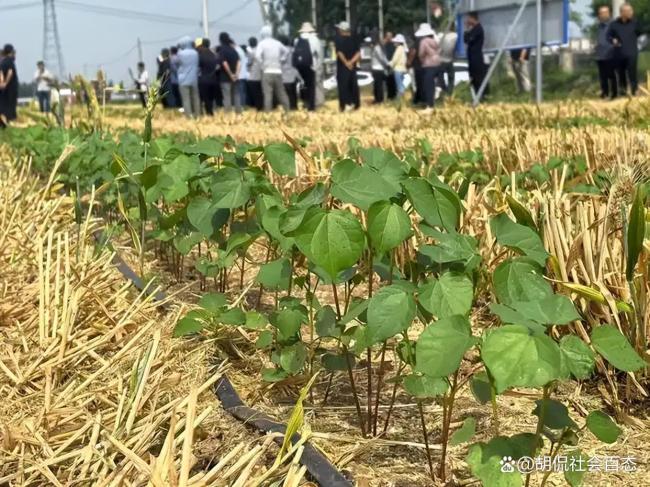 女子林间套种小麦涉非法占用农用地 顿号之争引发法律争议