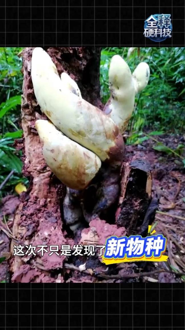 云南发现霸王滇菌：半米高