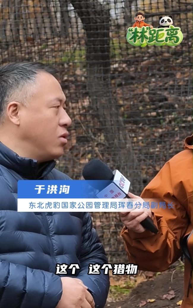 记者闻东北虎粪便表情“烧心” 一泡粪里的生态秘密
