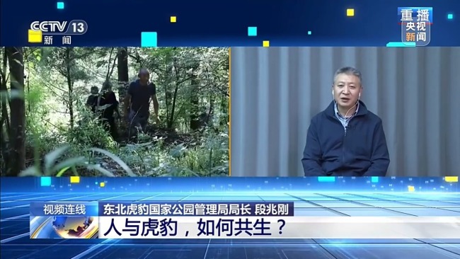 新闻1+1丨人与虎豹，如何共生？