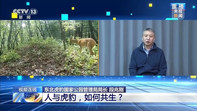 新闻1+1丨人与虎豹，如何共生？