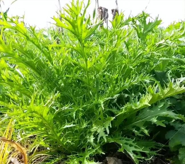 明日霜降 这5种蔬菜还能种 耐寒易管护
