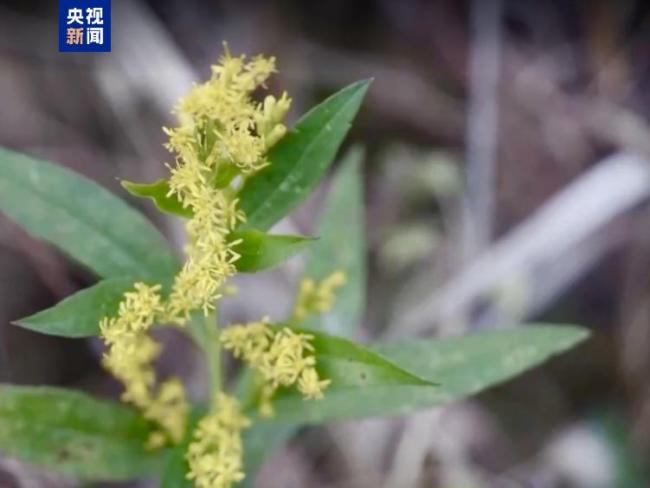 看到这朵“黄花”别上手 警惕生态杀手