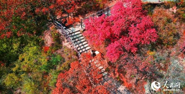 河南许昌：红叶醉秋山