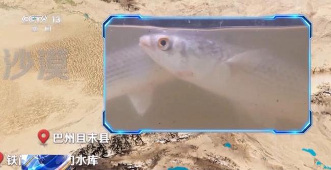 沙漠海鲜又上新了 生蚝丰收喜迎季