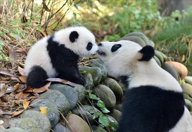 花花的妈妈是哪个？叫什么名字 花花的妈妈在哪个动物园的？